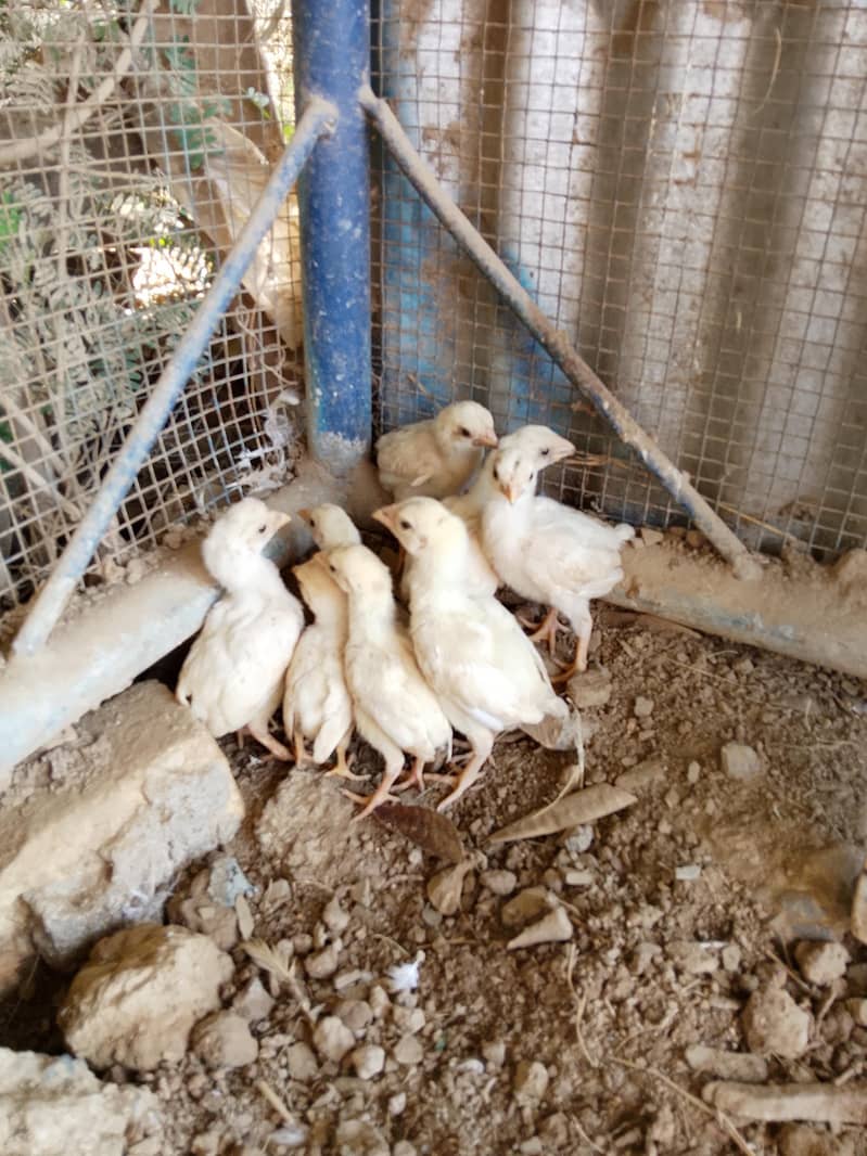 Heery Chicks 4