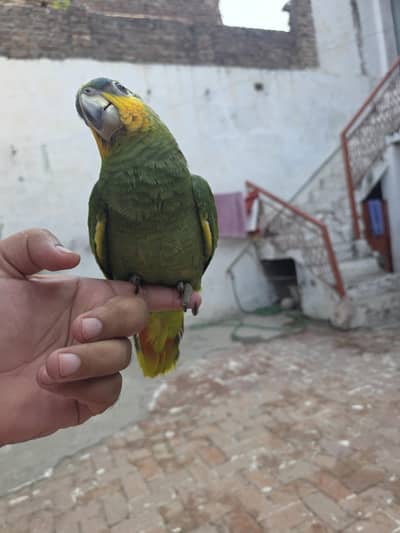 orange winged  Amazon