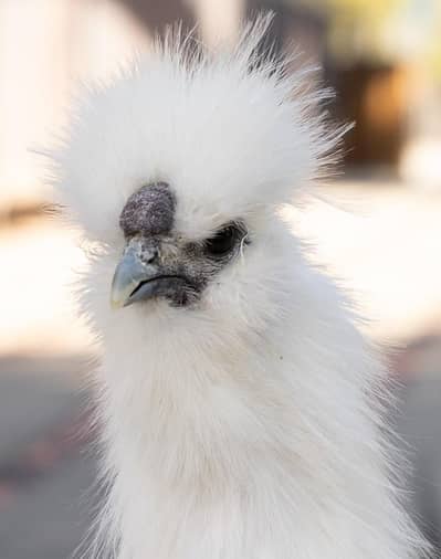 Silkie male