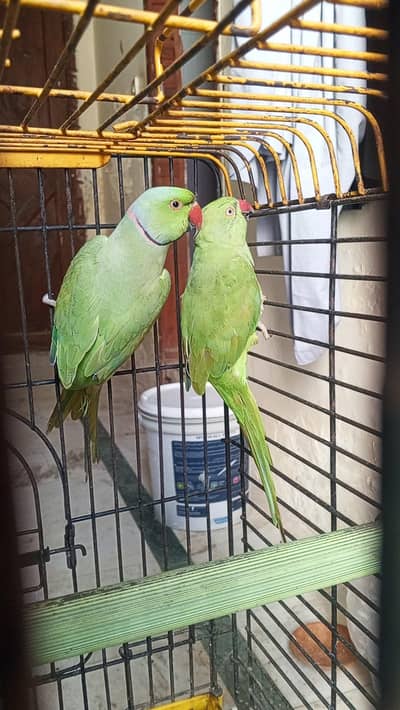 Ringneck parrot pair for sale