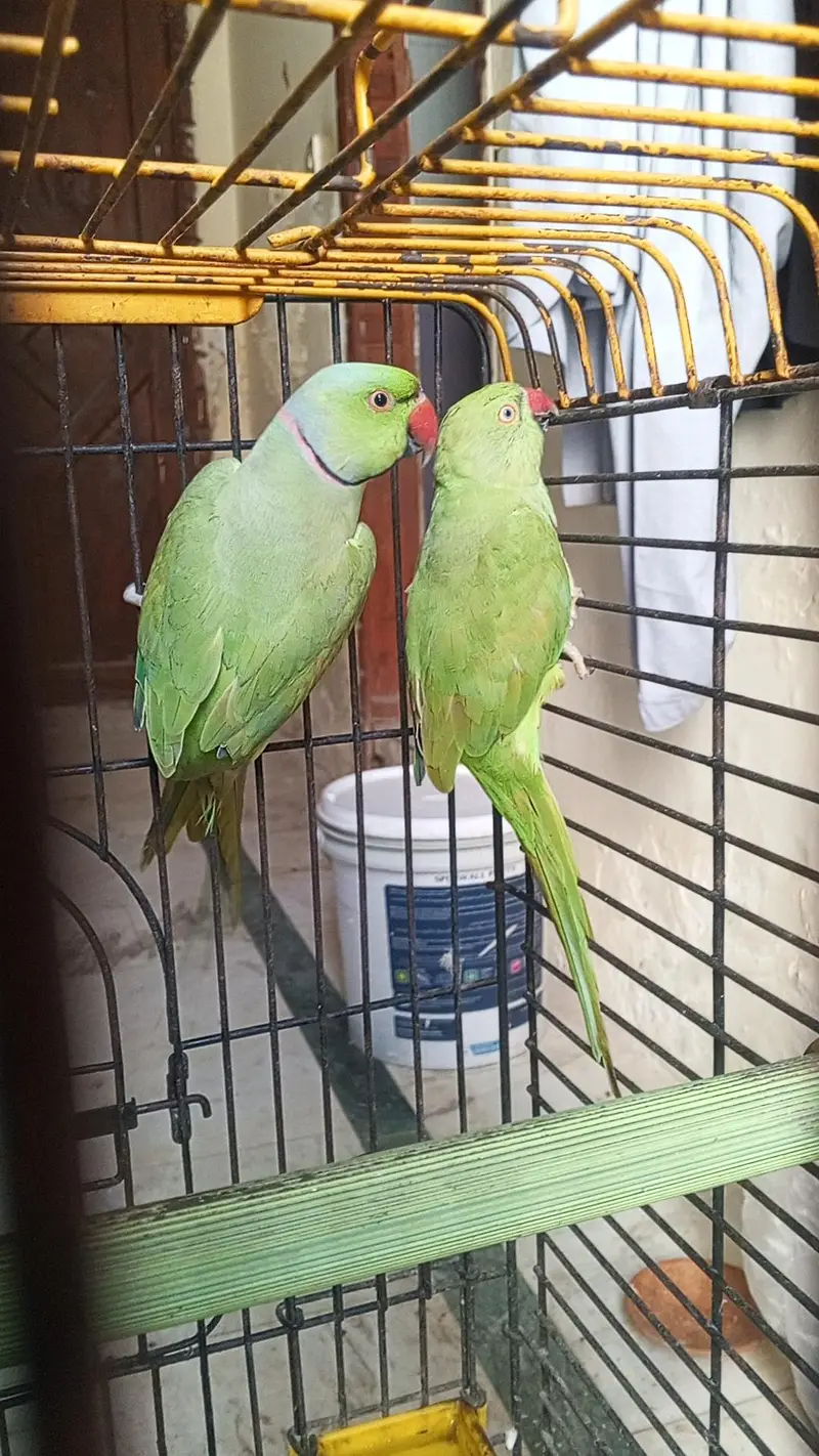 Ringneck parrot pair for sale — photo 2