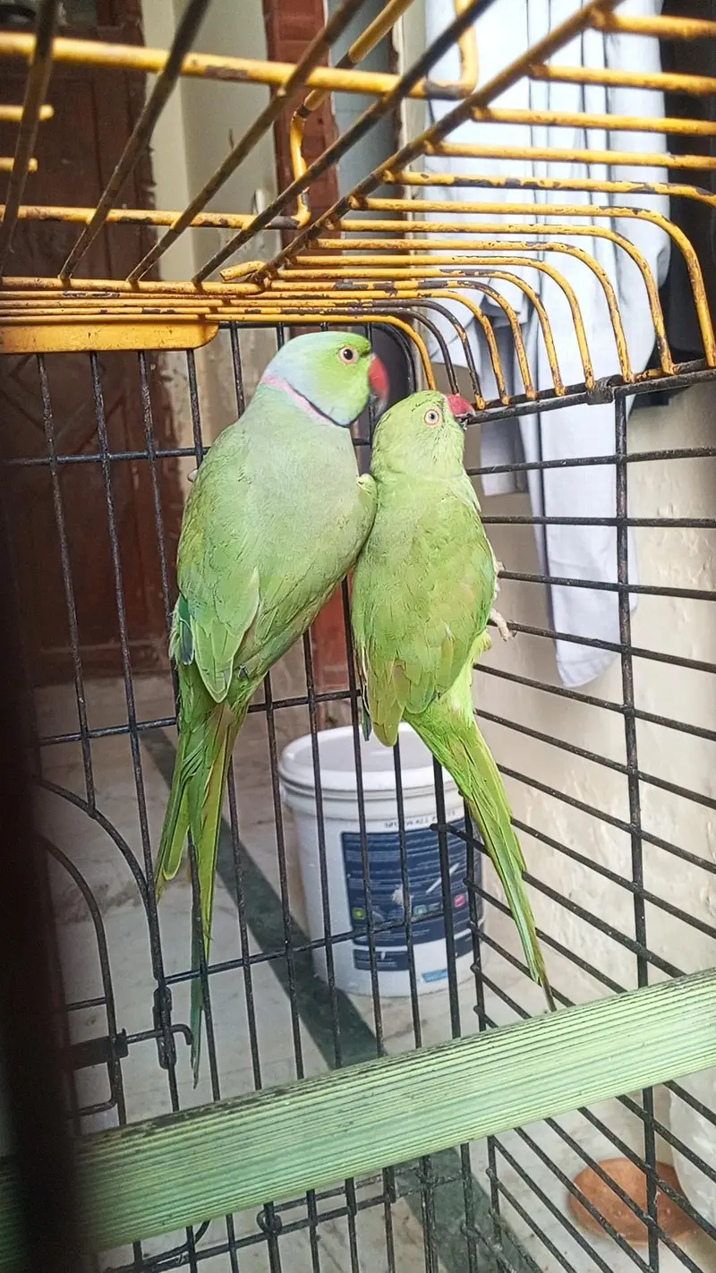 Ringneck parrot pair for sale — photo 3
