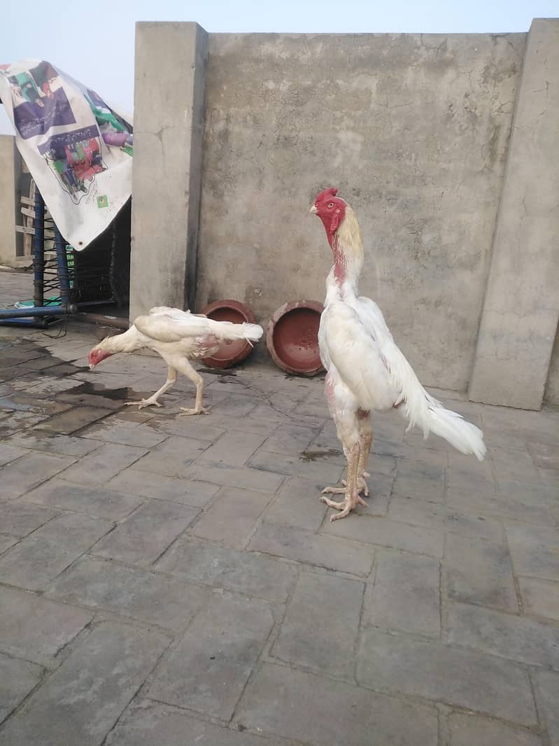 Shamo pair وائٹ 0