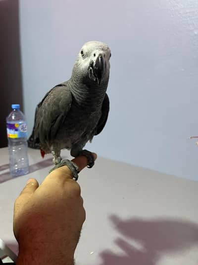 African grey parrot for sale age 3 month contact me 03296042216