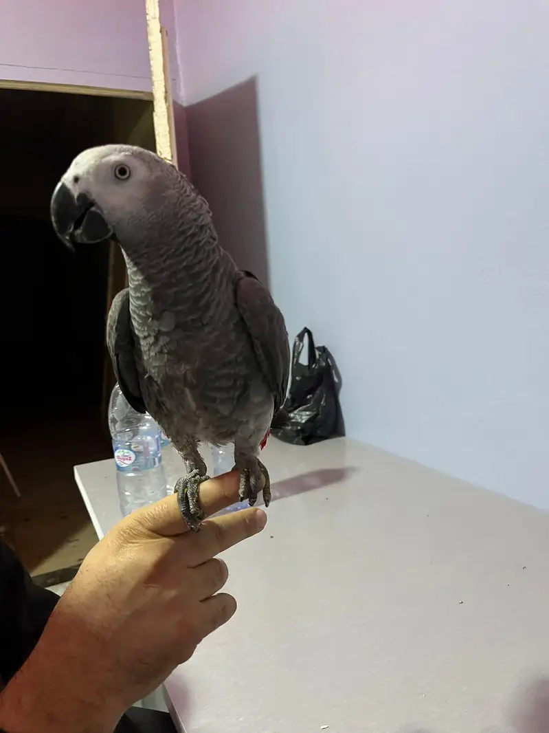 African grey parrot for sale age 3 month contact me 03296042216 — photo 2