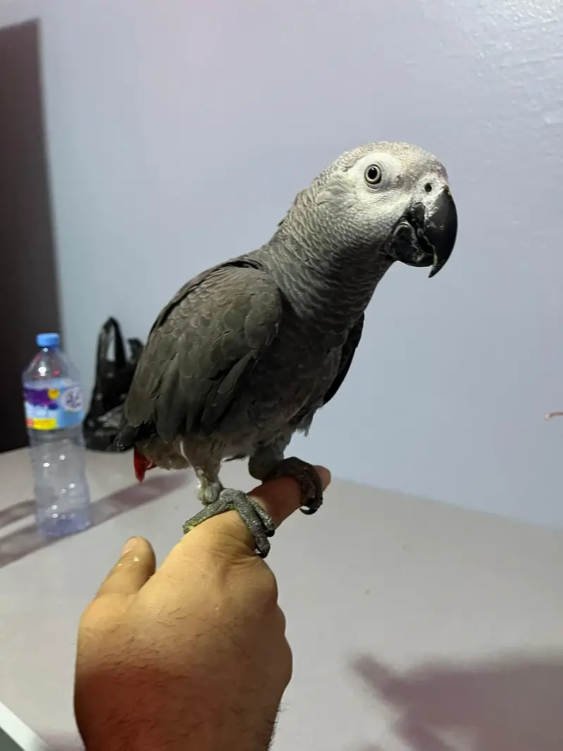 African grey parrot for sale age 3 month contact me 03296042216 — photo 4