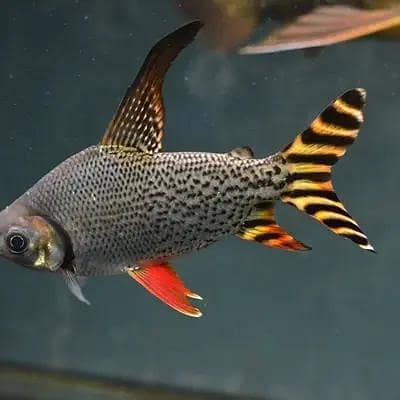 8 inch Yellow American Flagtail Fish pair |Flagtail Fish | Fishes