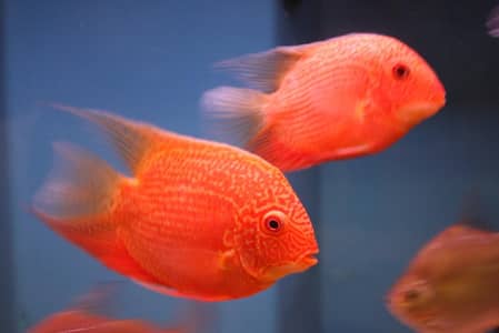 8 inch Yellow American Flagtail Fish|Gold fish |Healthy Fish | Fishes