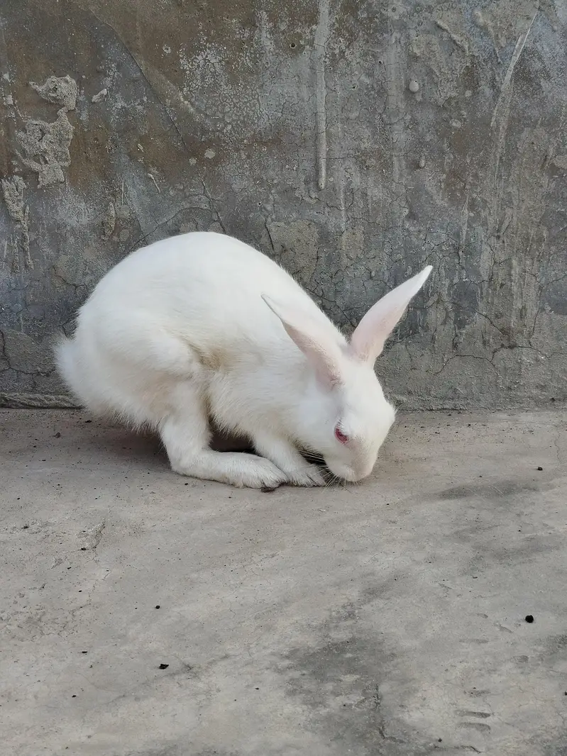 Rabbits for Sale — photo 2