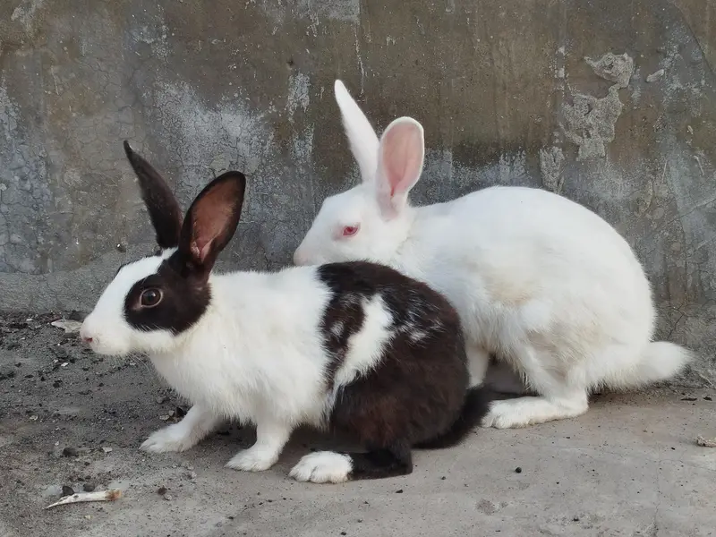 Rabbits for Sale — photo 3