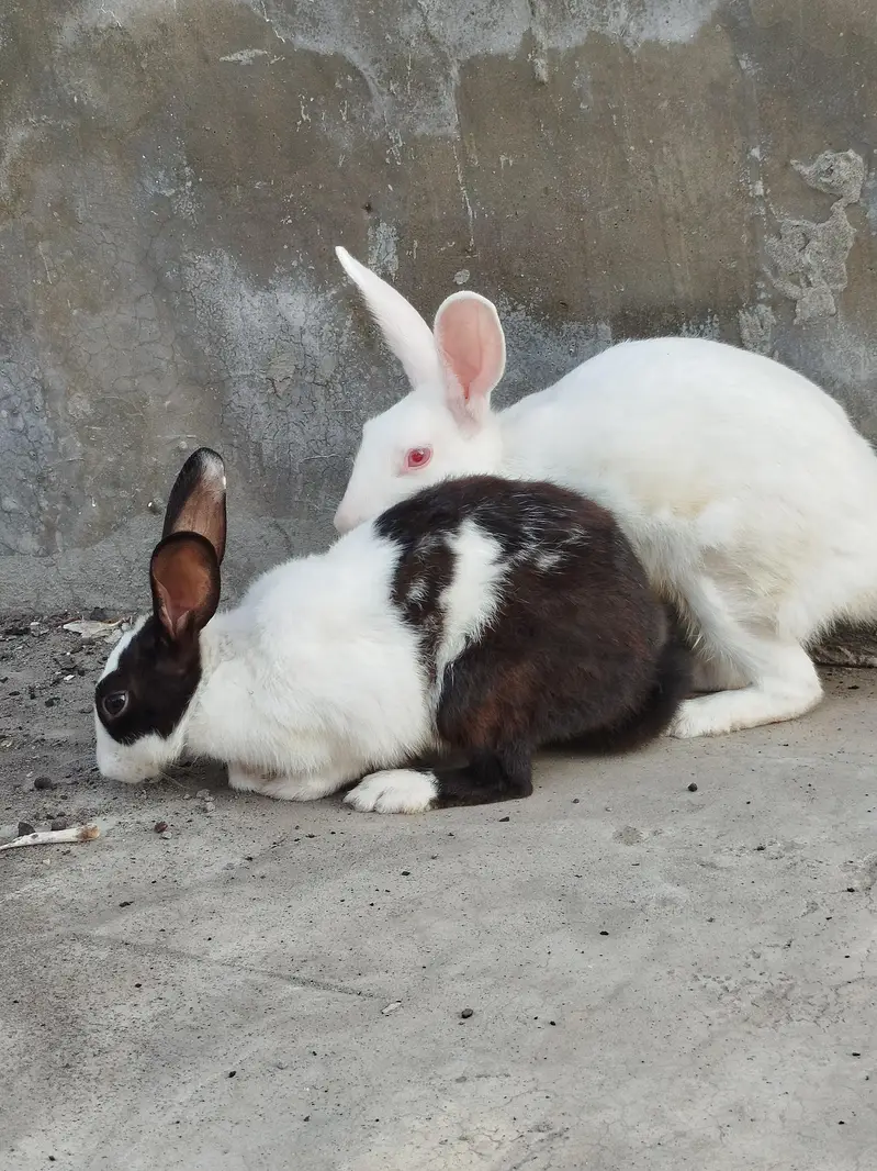 Rabbits for Sale — photo 4
