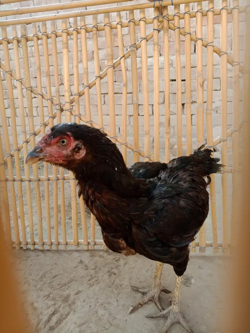 kuraak madi for sale — photo 2