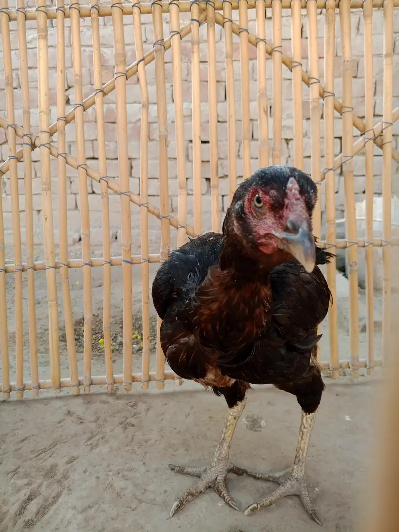 kuraak madi for sale — photo 4