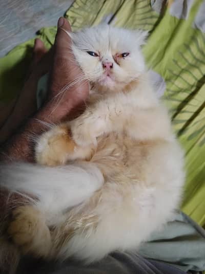 peki Face male and female pair healthy ha