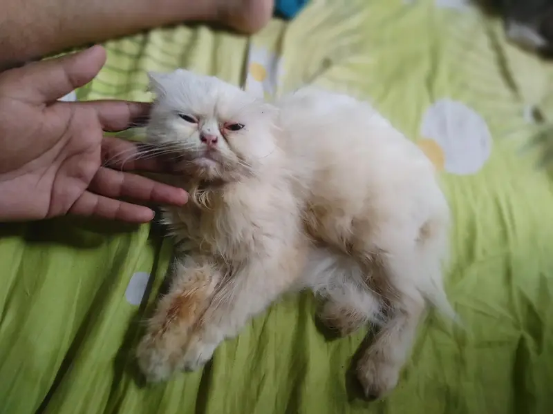 Persian cat/ panch face/ male old eyes and female brown eyes breedars — photo 2
