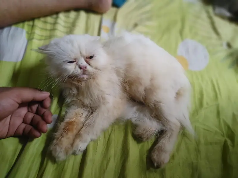 Persian cat/ panch face/ male old eyes and female brown eyes breedars — photo 3