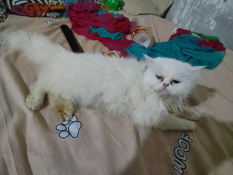 Persian cat/ panch face/ male old eyes and female brown eyes breedars — photo 4