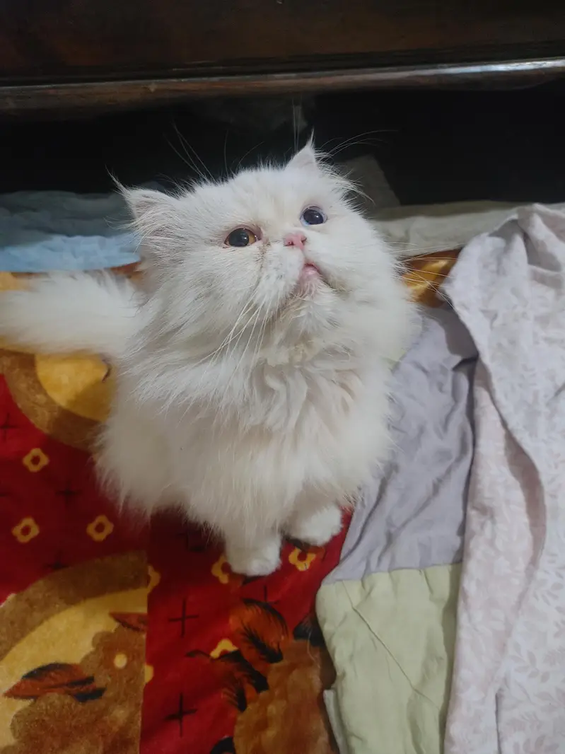 Persian cat/ panch face/ male old eyes and female brown eyes breedars — photo 6