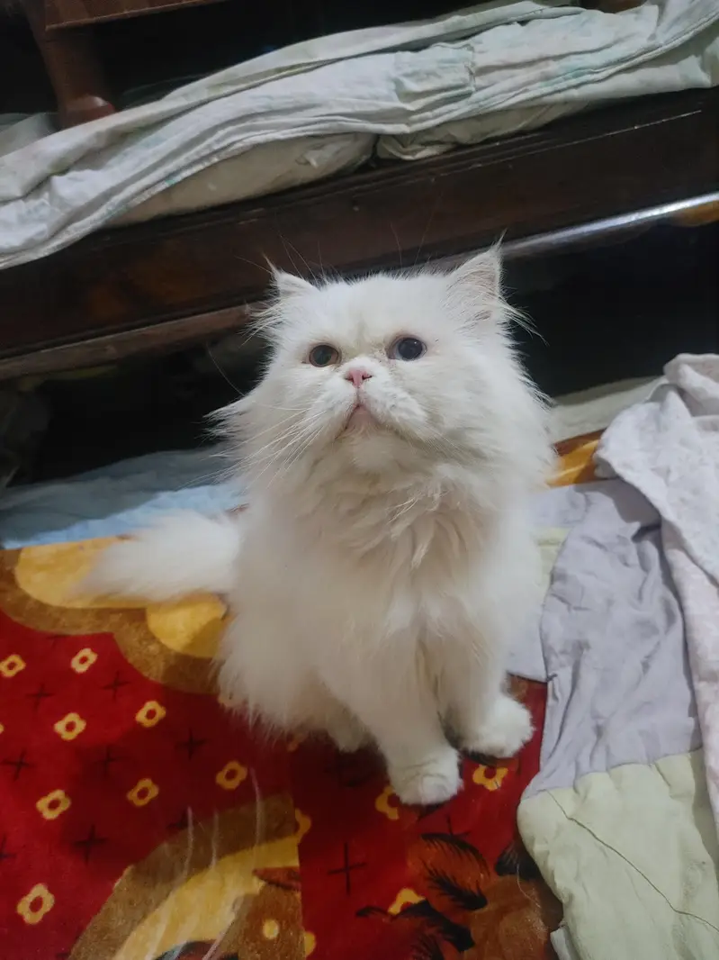 Persian cat/ panch face/ male old eyes and female brown eyes breedars — photo 7