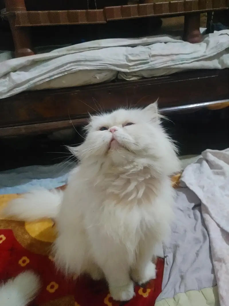 Persian cat/ panch face/ male old eyes and female brown eyes breedars — photo 9