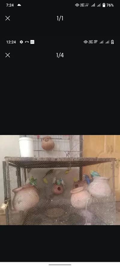 14 breadr parrot or cage