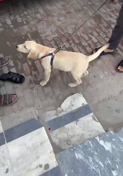 Labrador Female Age 4 months