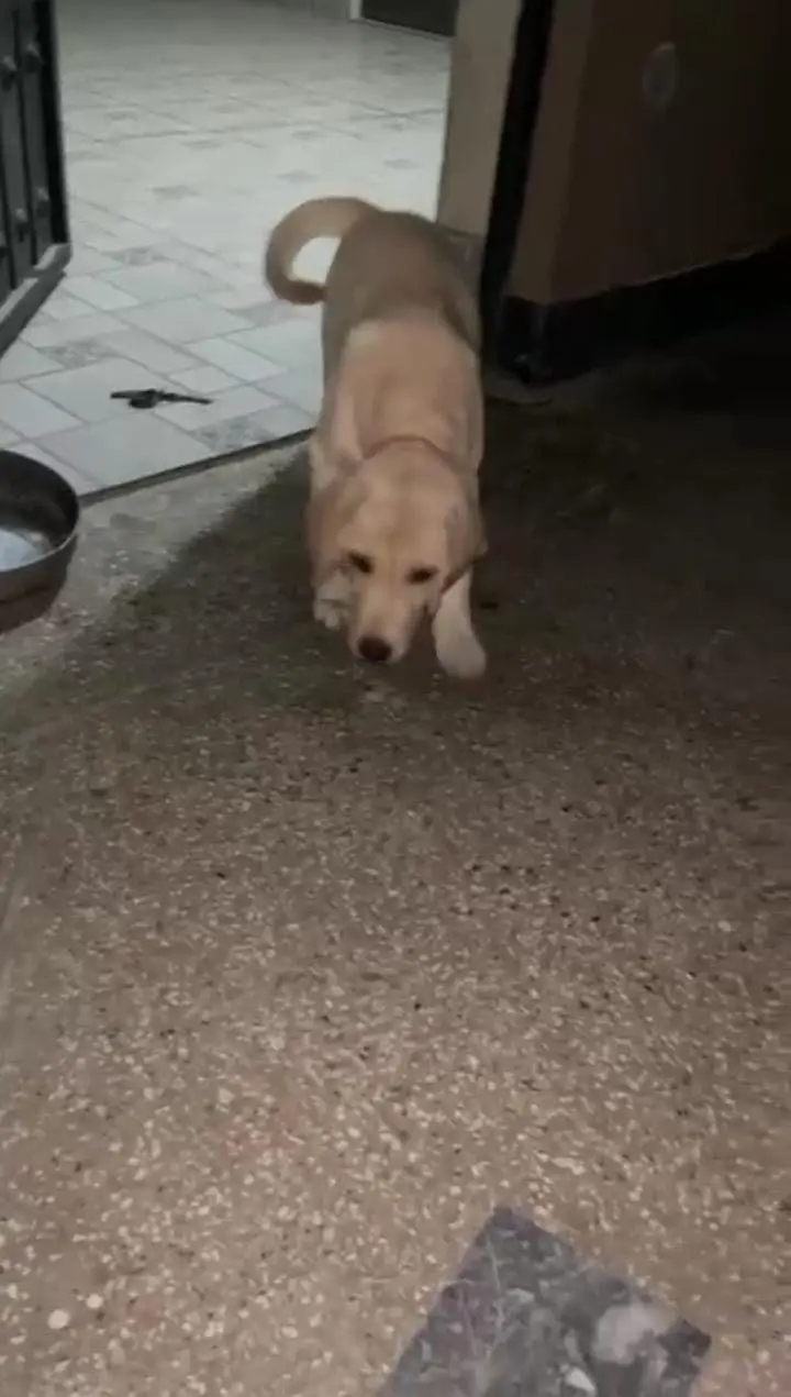 Labrador Female Age 4 months — photo 3