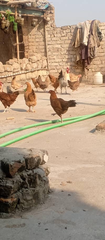 Fancy cross buff, Desu & Golden misri hens