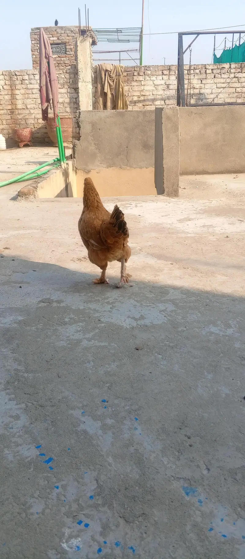 Fancy cross buff, Desu & Golden misri hens — photo 2