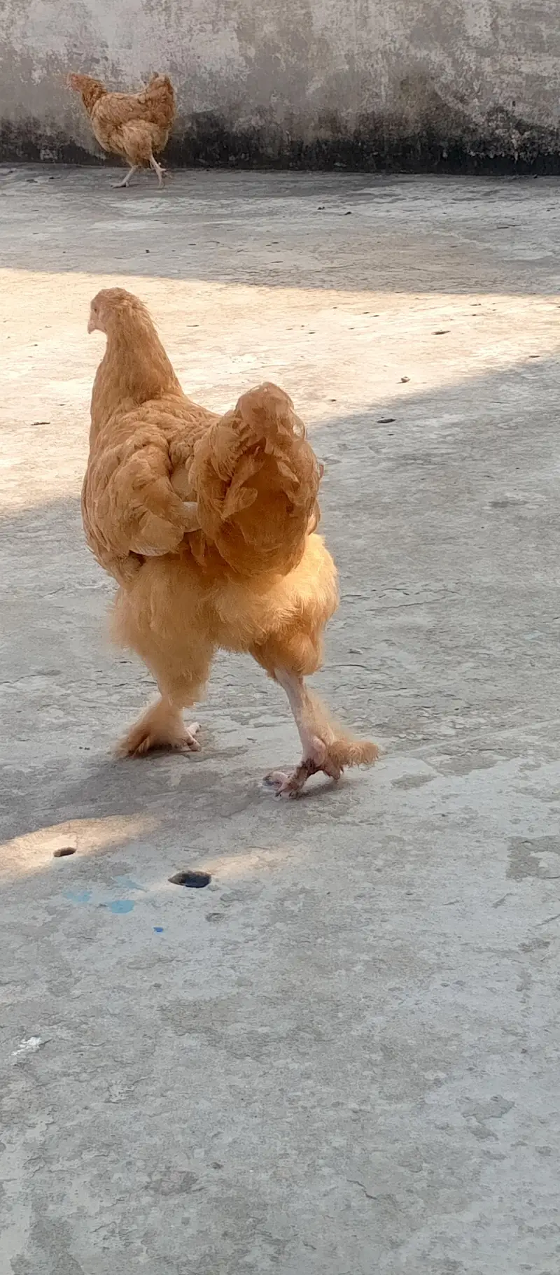 Fancy cross buff, Desu & Golden misri hens — photo 3
