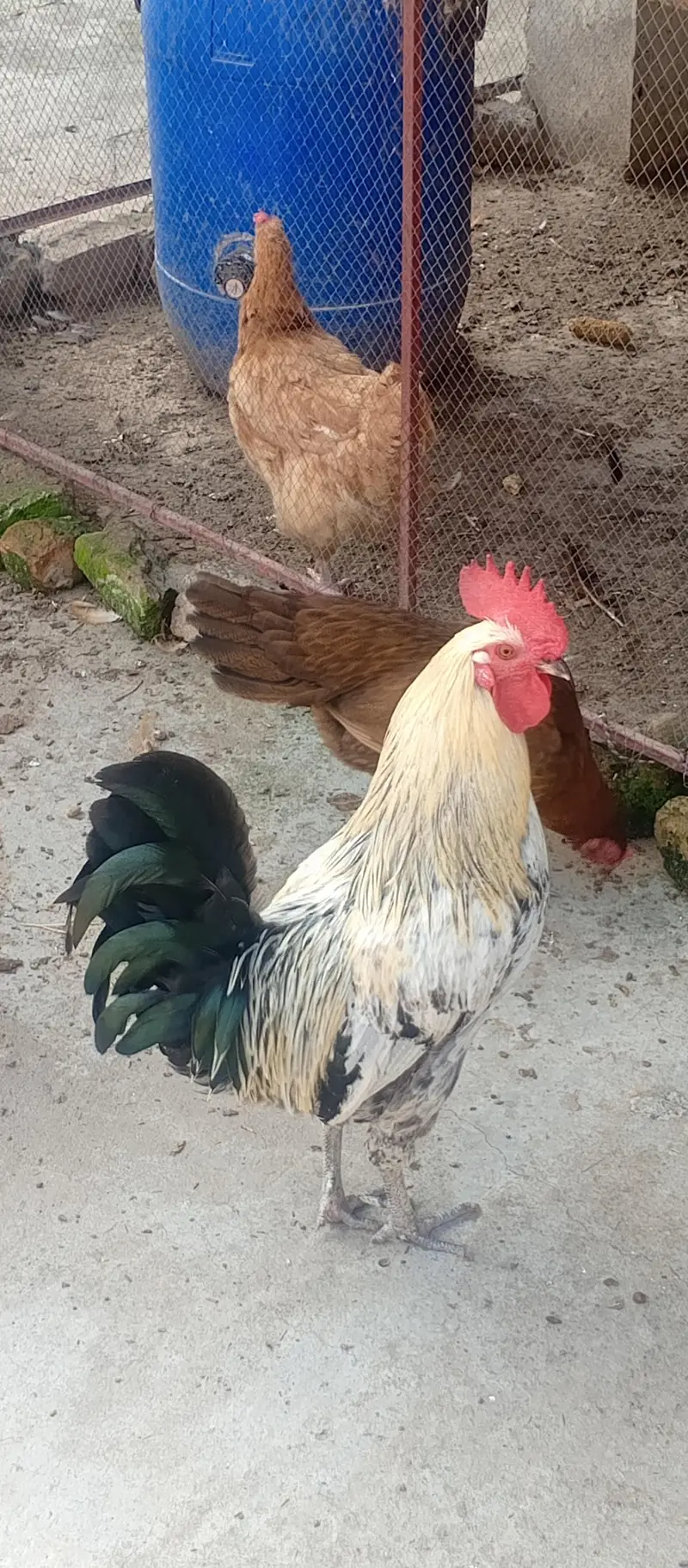 Fancy cross buff, Desu & Golden misri hens — photo 4
