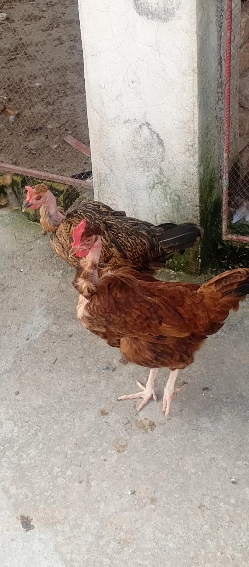 Fancy cross buff, Desu & Golden misri hens — photo 5