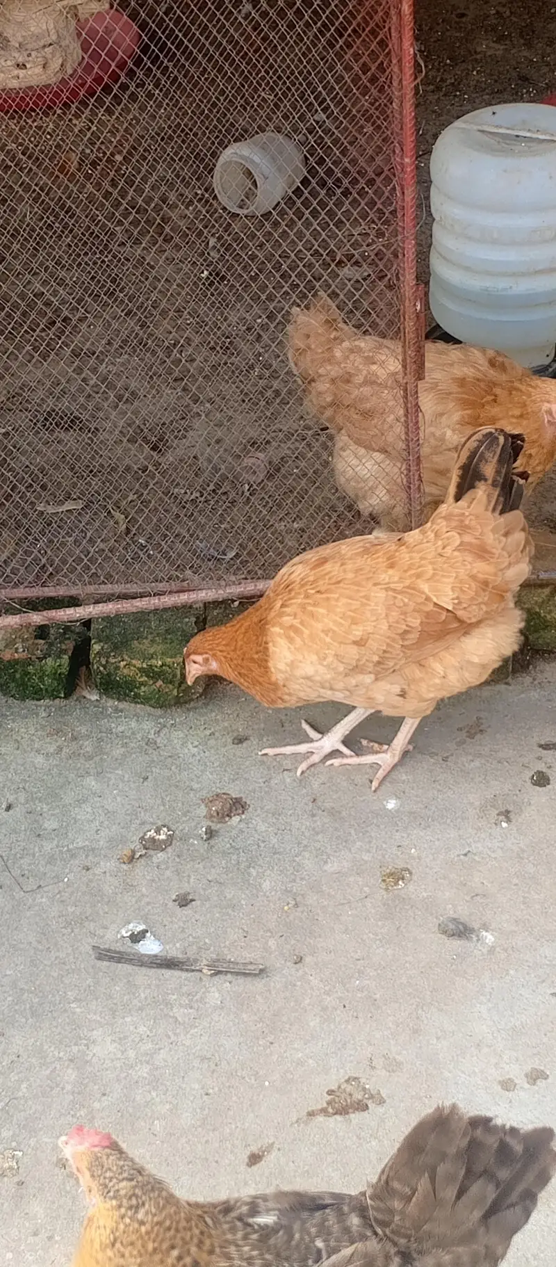 Fancy cross buff, Desu & Golden misri hens — photo 6