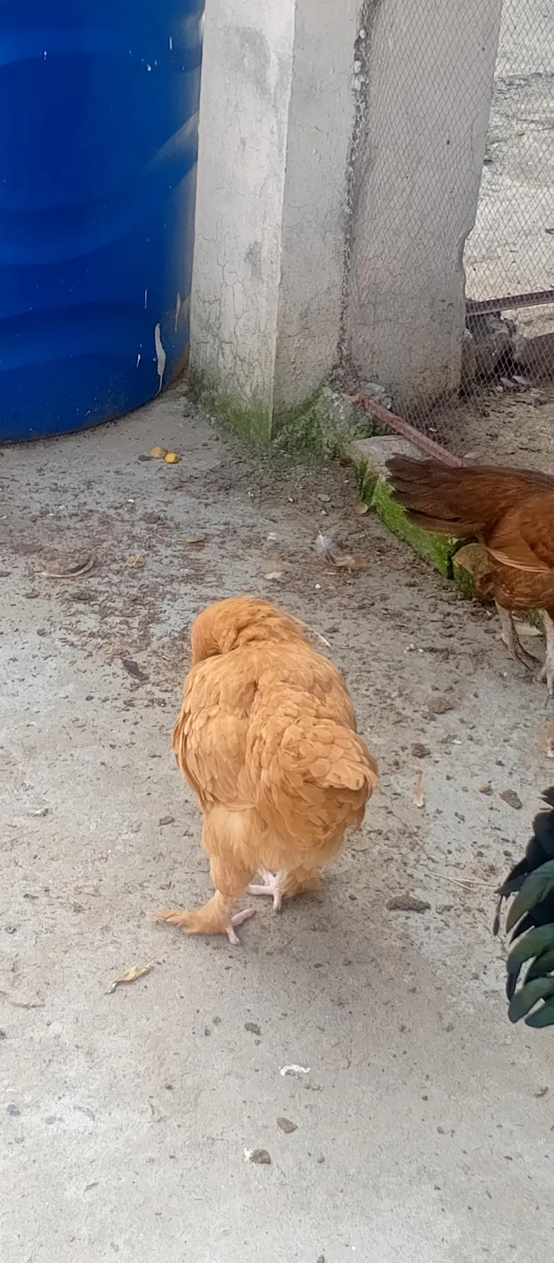 Fancy cross buff, Desu & Golden misri hens — photo 7