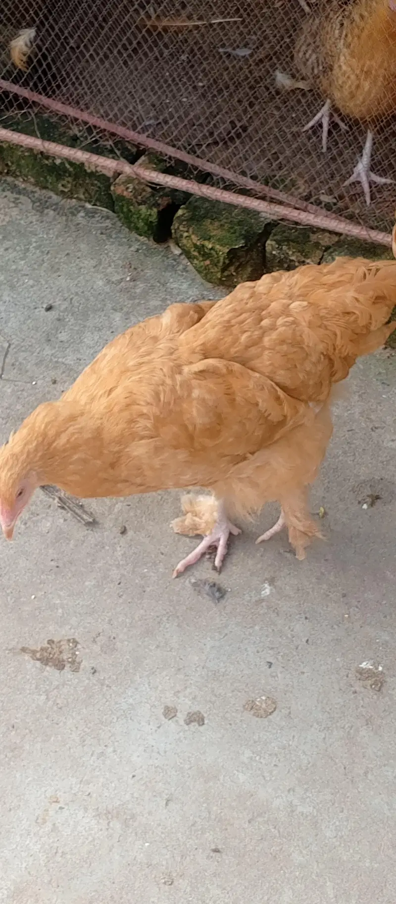 Fancy cross buff, Desu & Golden misri hens — photo 8