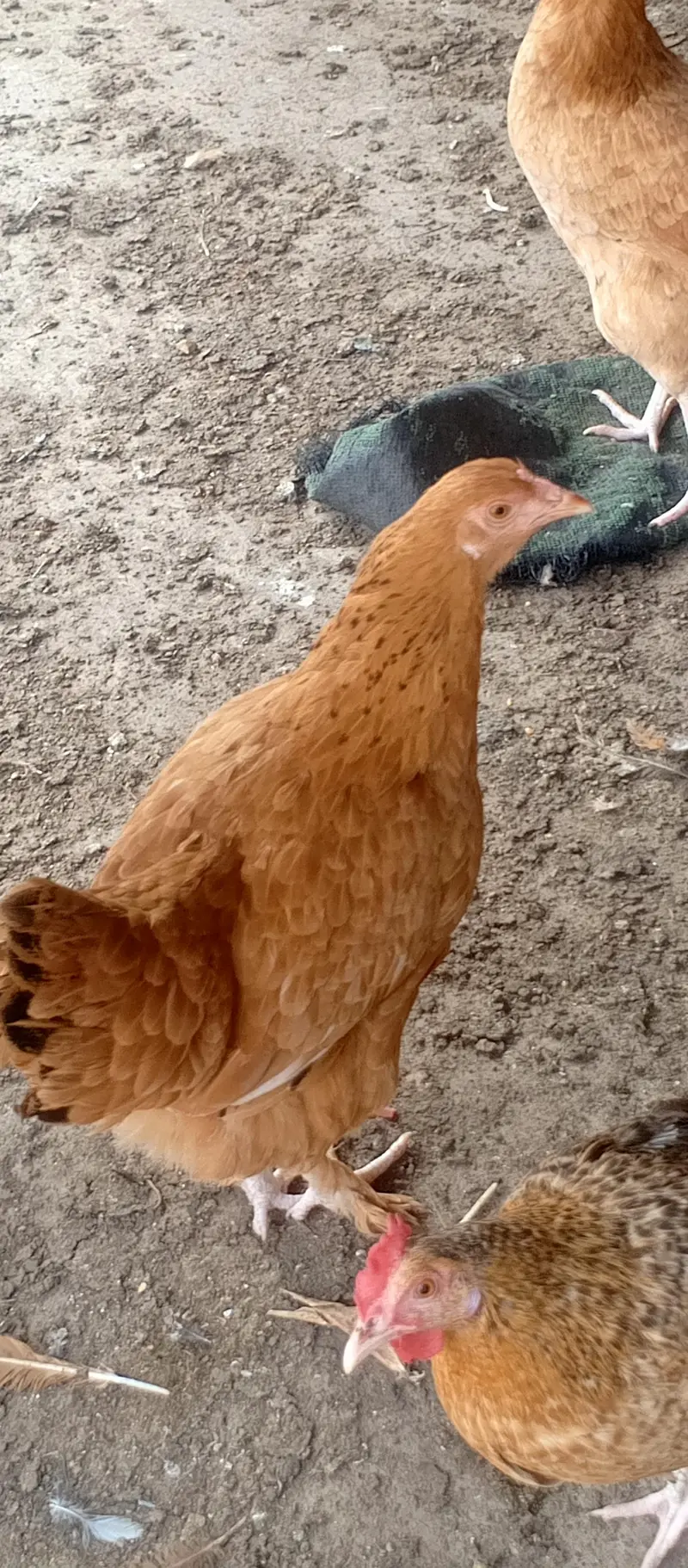 Fancy cross buff, Desu & Golden misri hens — photo 9