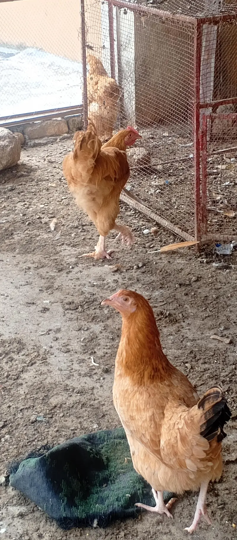 Fancy cross buff, Desu & Golden misri hens — photo 10