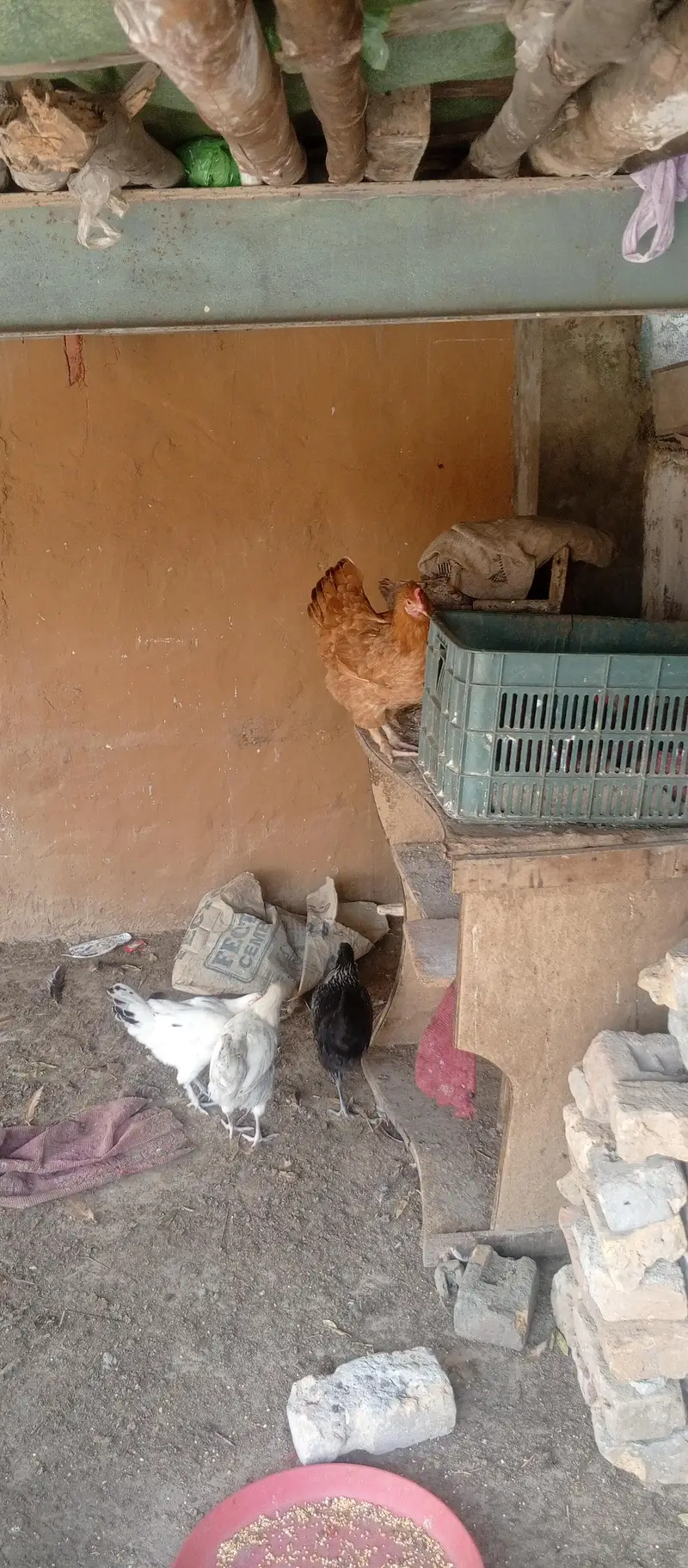 Fancy cross buff, Desu & Golden misri hens — photo 11