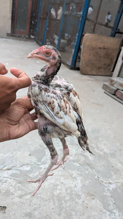 Okara X Sargodha cross Aseel chicks