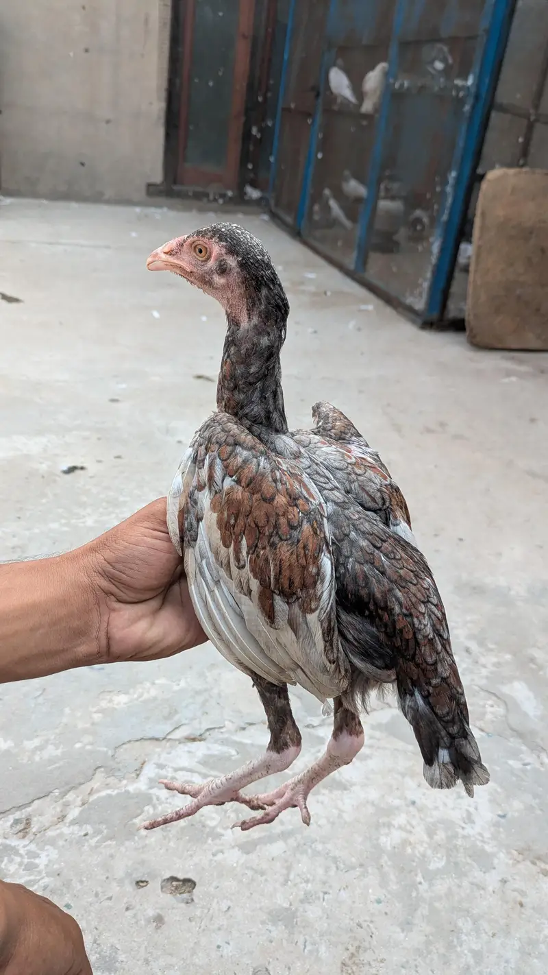 Okara X Sargodha cross Aseel chicks — photo 2