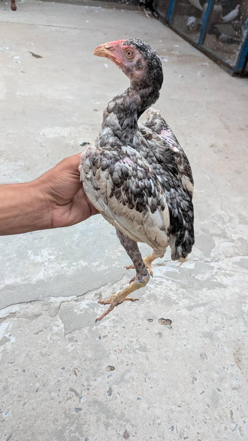 Aseel chicks 2