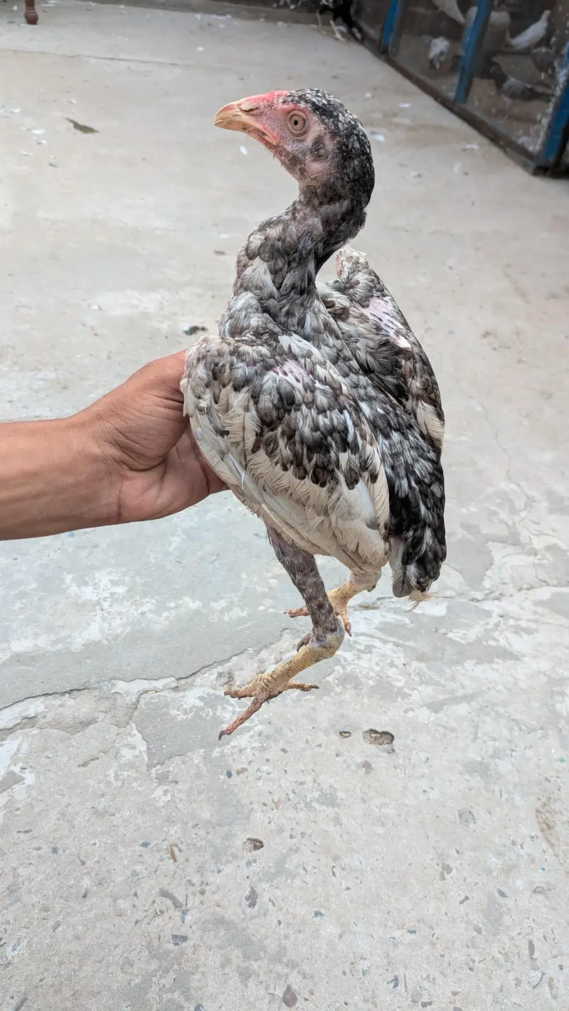 Okara X Sargodha cross Aseel chicks — photo 3