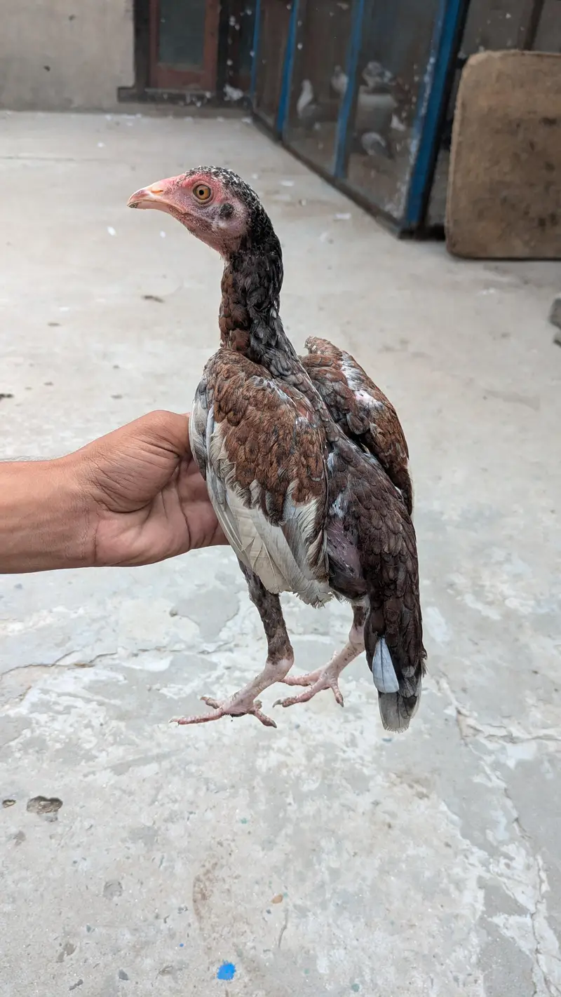 Okara X Sargodha cross Aseel chicks — photo 4