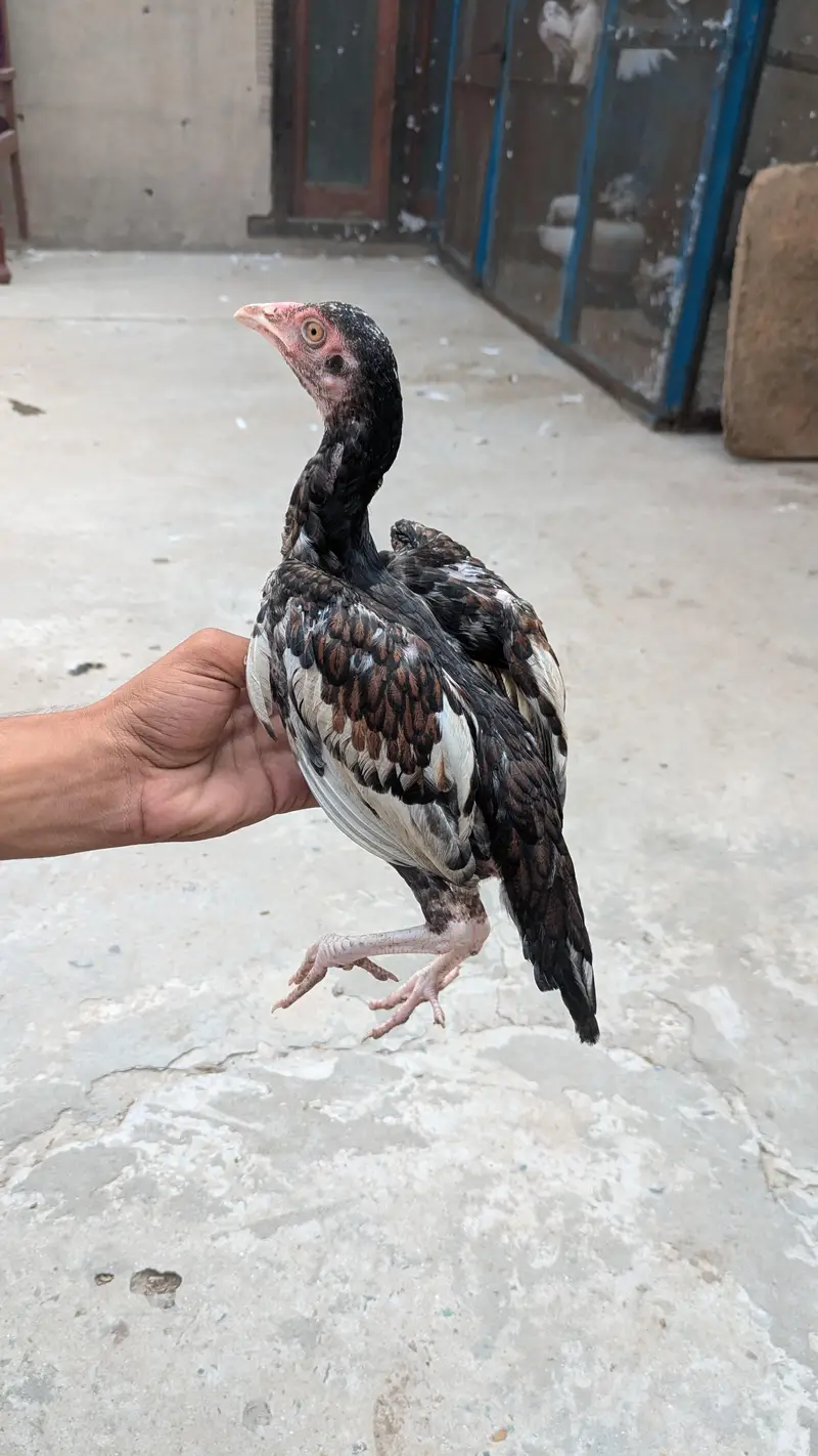 Okara X Sargodha cross Aseel chicks — photo 5