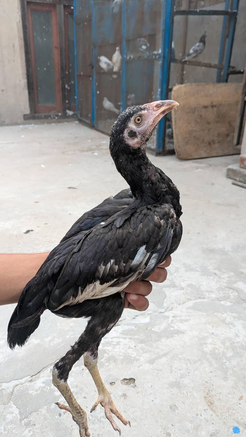 Aseel chicks 5