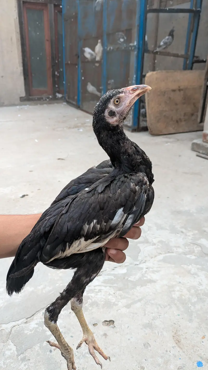 Okara X Sargodha cross Aseel chicks — photo 6