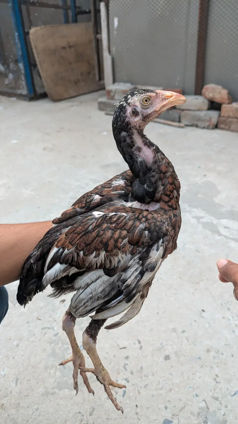 Okara X Sargodha cross Aseel chicks — photo 7