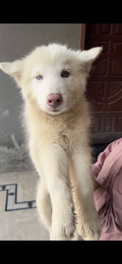 Siberian husky puppy