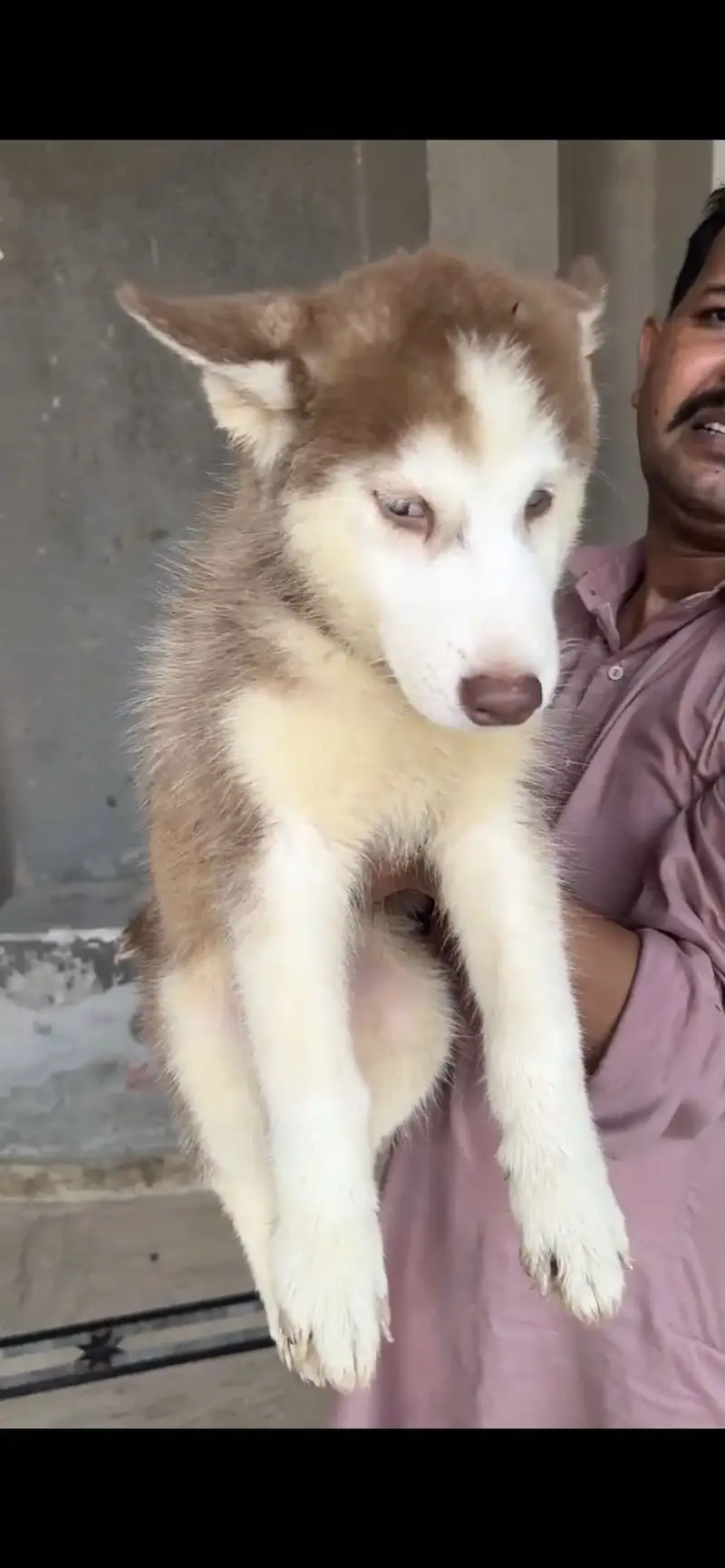 Siberian husky puppy — photo 2