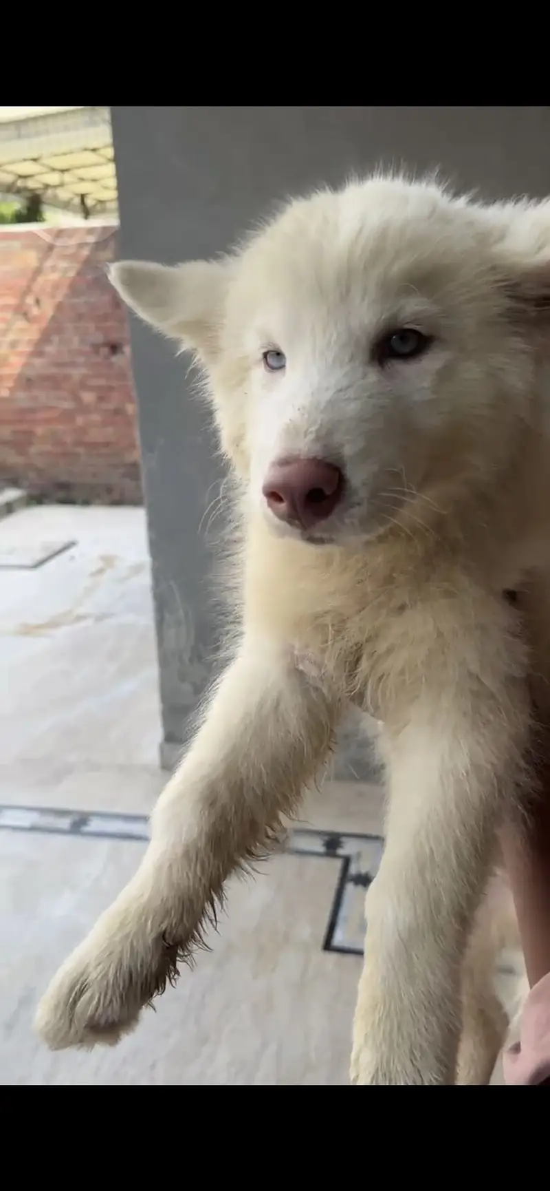 Siberian husky puppy — photo 3